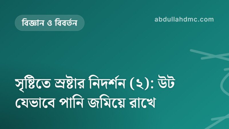 সৃষ্টিতে স্রষ্টার নিদর্শন (২): উট যেভাবে পানি জমিয়ে রাখে